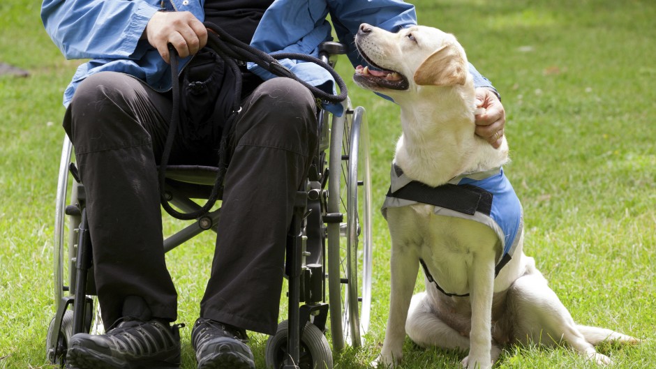 File: Labrador guide dog and disabled owner. Antonio Gravante/Science Photo Library via AFP