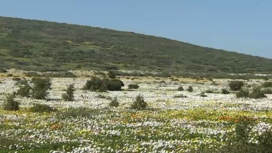  It's spring and where better to experience it than among the magnificent flowers in the West Coast National Park.