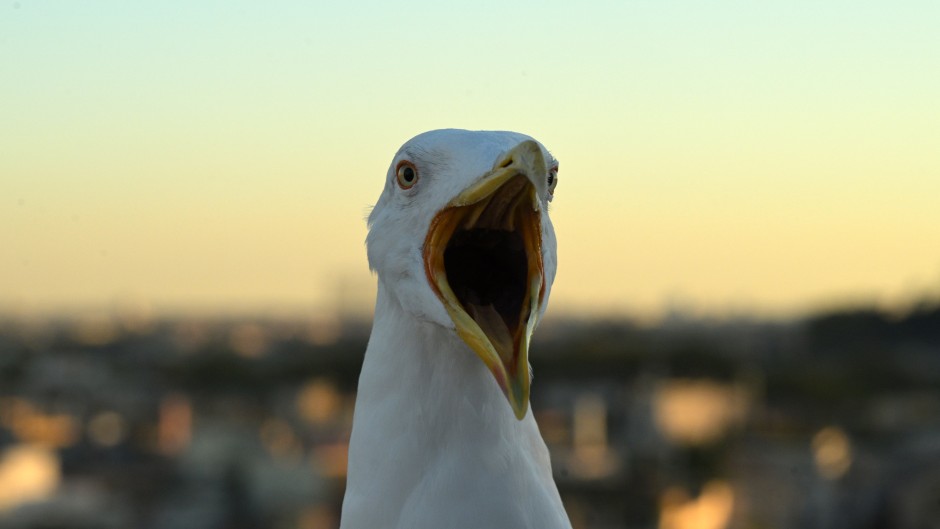 A seagull is pictured at sunset. AFP/Tiziana Fabi