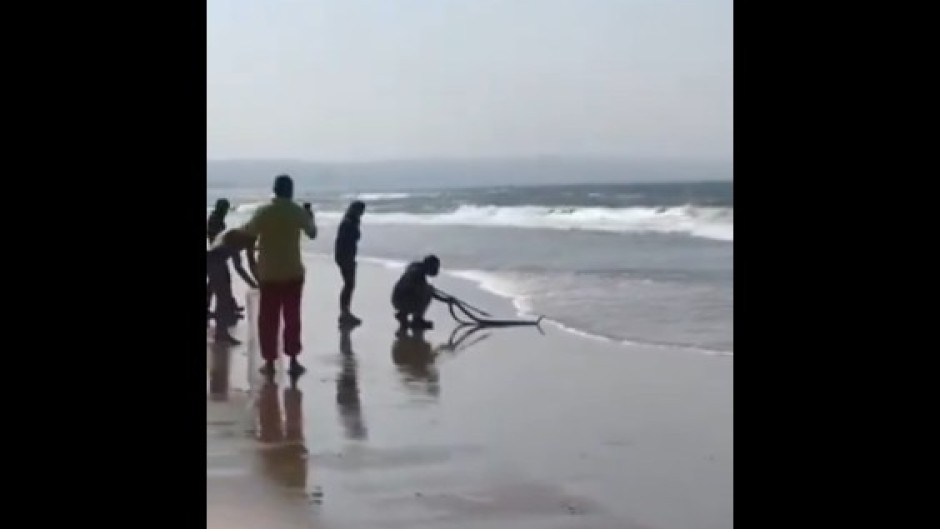 Black Mamba in Durban