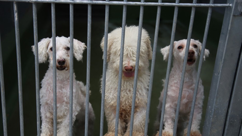 File: Dogs in a shelter. Varuth Hirunyatheb/Bangkok Post via AFP