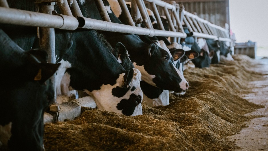File: Cows eating soybean meal. Pat Batard/Hans Lucas via AFP
