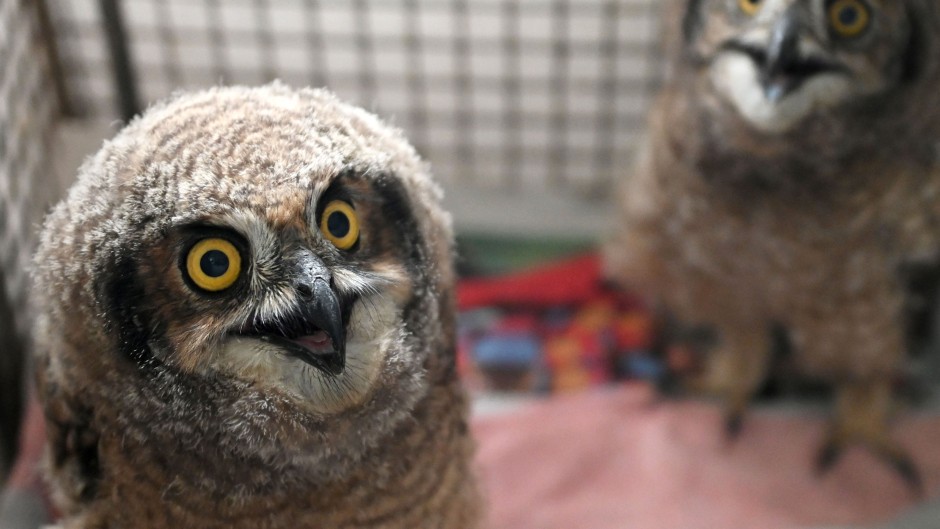 File: Spotted-eared owl chicks. Gallo Images/Beeld/Deaan Vivier