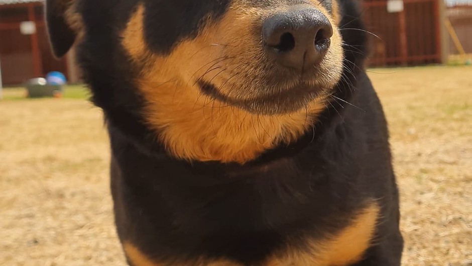 Dog looking for new owner