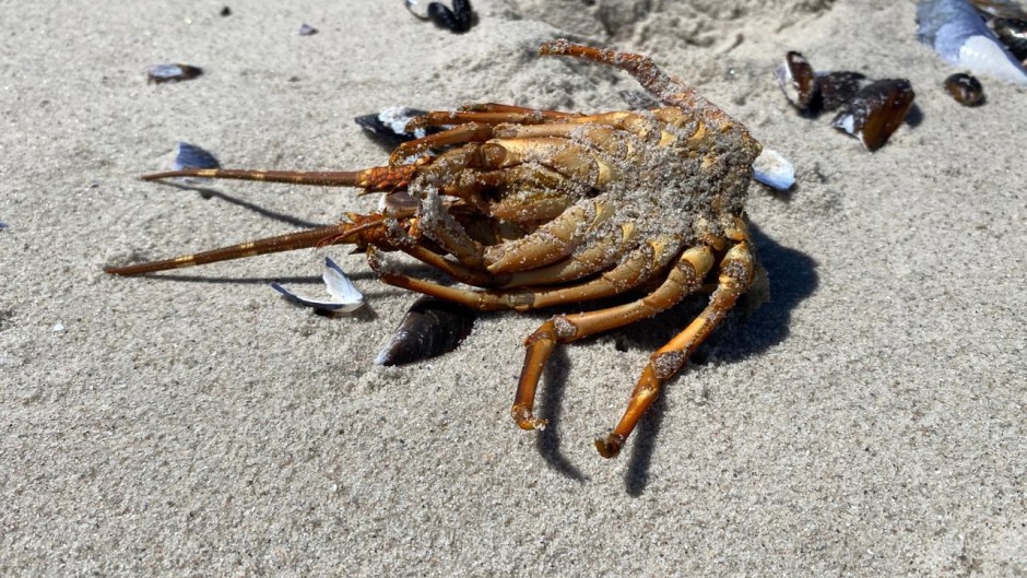 Residents were warned against eating dead mussels, whelks and shellfish that washed ashore. eNCA/Kevin Brandt