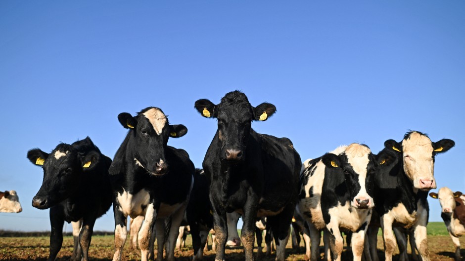 File: A herd of dairy cows. AFP/Justin Tallis