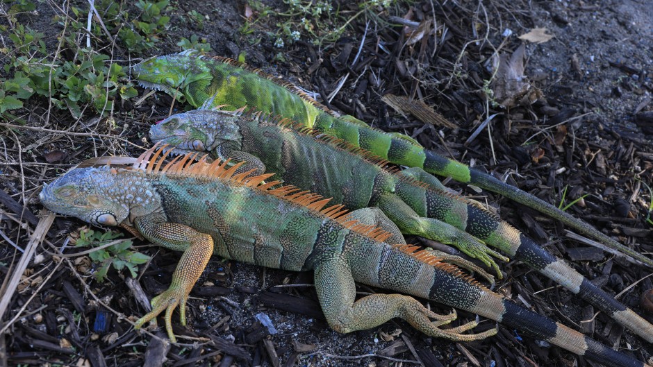 Cold-stunned green iguanas lay on the ground in Miami Beach, Florida. Joe Raedle/Getty Images via AFP