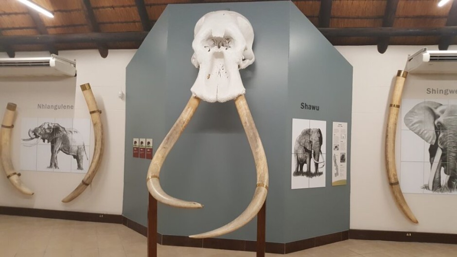 Kruger Park Elephant Hall