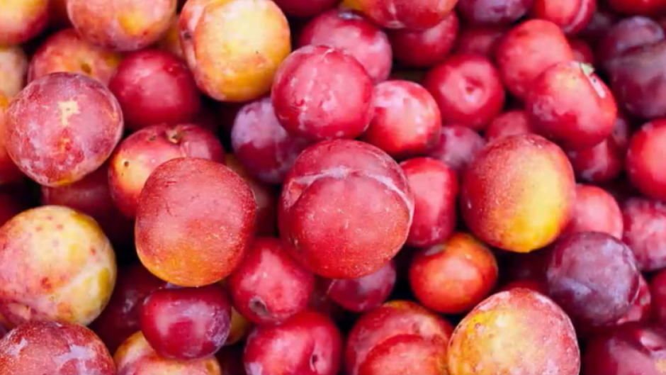 South Africa's plum varieties enter Chinese market 