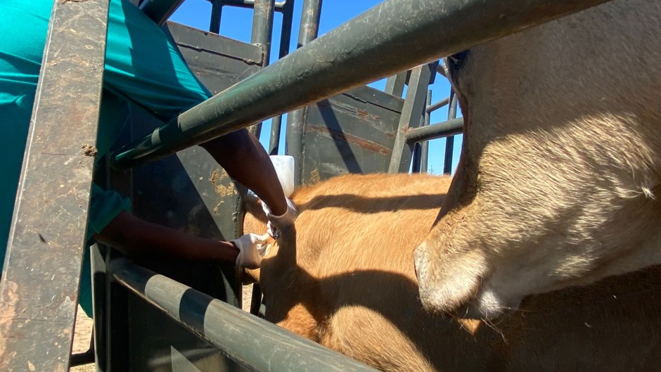 Cattle being vaccinated against FMD