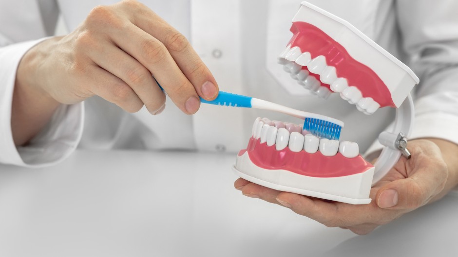Dentist showing the correct way to brush teeth on an anatomical model. PEAKSTOCK/Science Photo Library via AFP