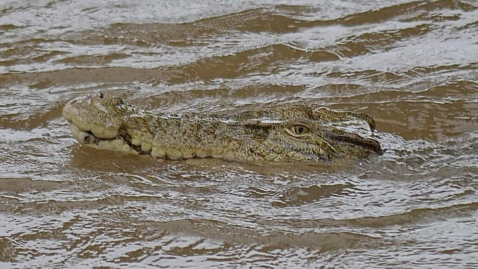File: A crocodile in floodwaters in the Northern Queensland town of Ingham. AFP/Courtesy of Jonty Fratus