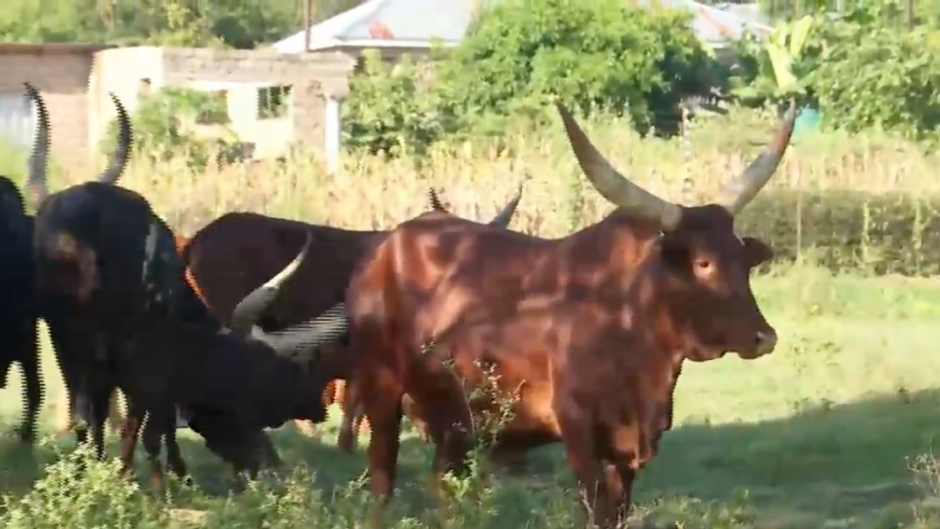 Luxury meets tradition in colourful Limpopo 