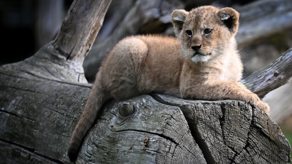 File: A lion cub. AFP/Lou Benoist