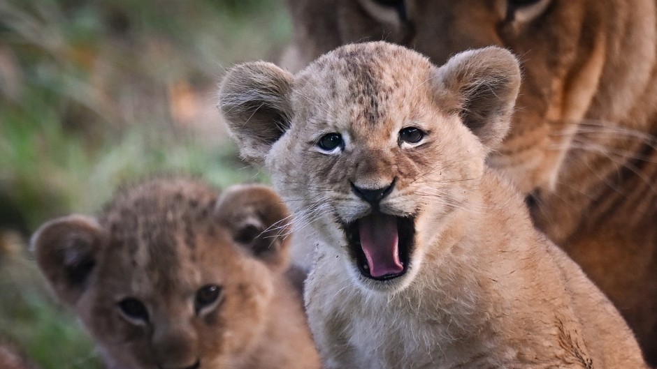 SAPS clerk charged over attempt to sell lion cubs