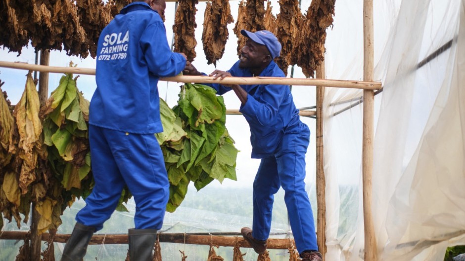 Farm workers bundle tobacco leaves for curing in a climate-smart barn at a farm outside Bulawayo. AFP/Zinyange Auntony