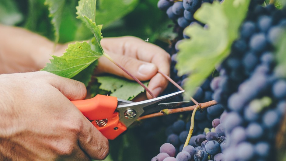 Table grape exports edge up from last season. Kaisersosa67/Getty Images