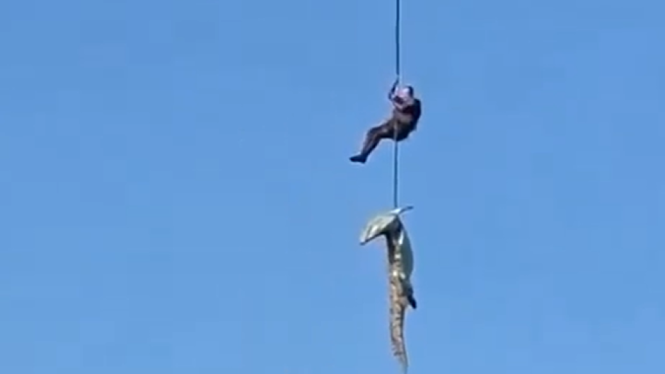 The crocodile being transported.