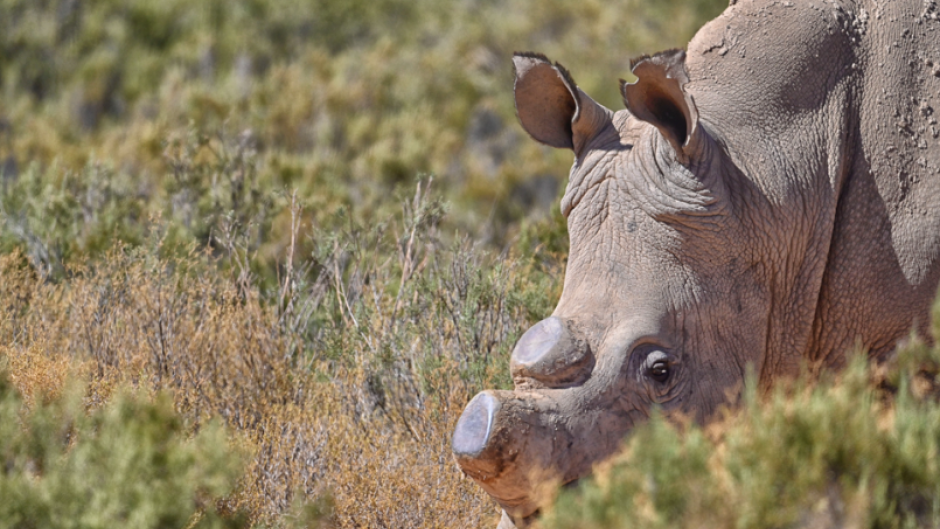 Photo by: Kike Calvo/Universal Images Group via Getty Images