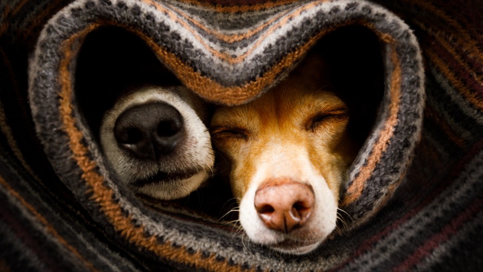 A couple of dogs sleeping together under a blanket. GettyImages/damedeeso