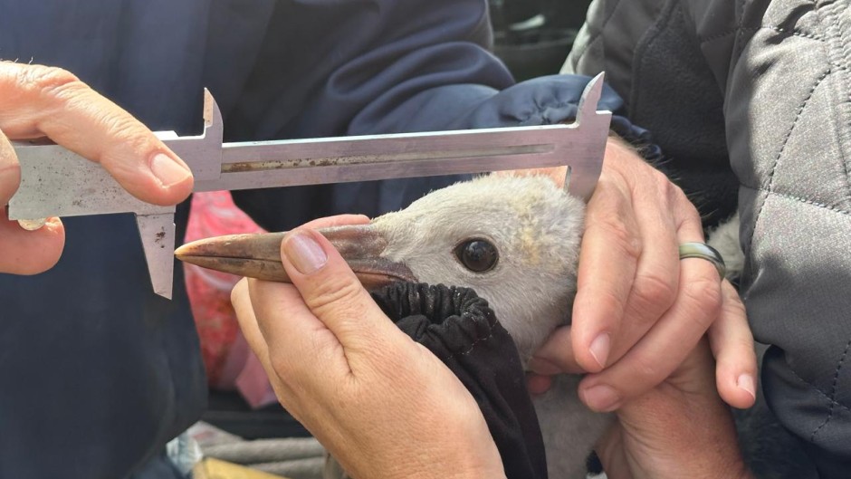 hands measuring the bird head