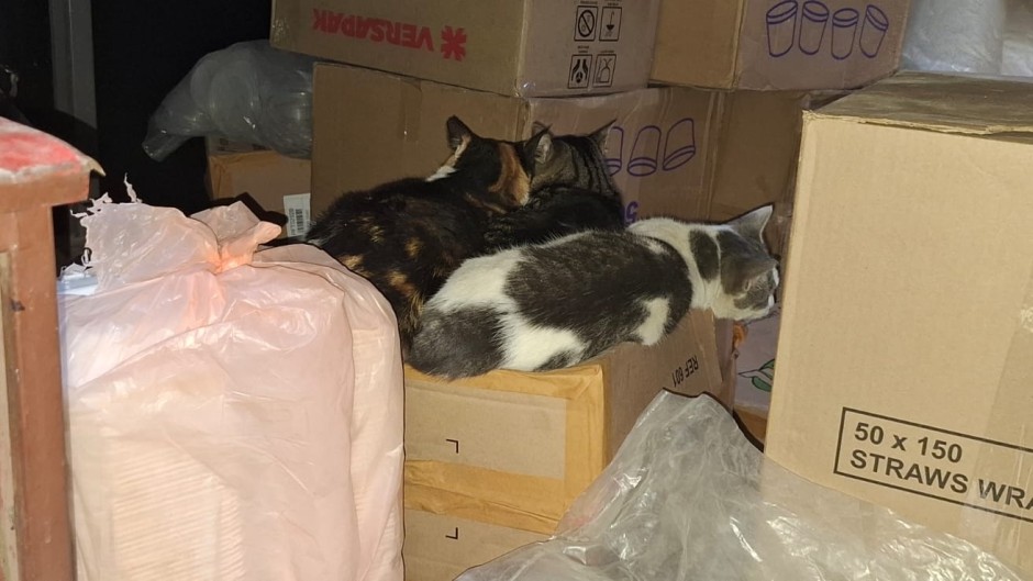 Cats lying on top of boxes. eNCA/Aviwe Mtila