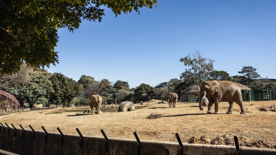 Johannesburg Zoo's remaining elephants