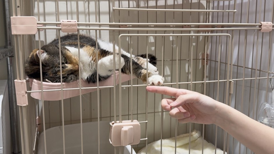 A cat is seen at a MOFF facility in Hiroshima after it was rescued from a MOFF cat cafe. AFP/MOFF Corporation