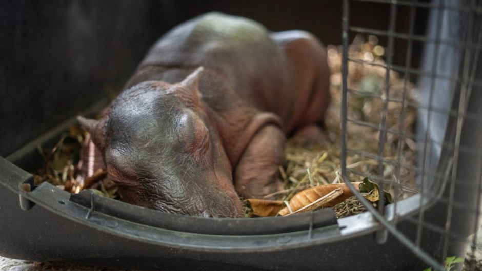 A newborn hippopotamus rescued by fishermen in a rural area before being handed over to the Cornare environmental authority for transport. AFP/Cornare