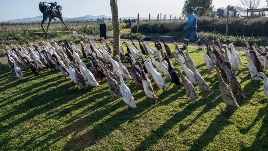 Indian Runner Ducks