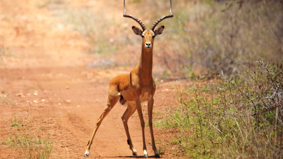 antelope standing on a dirt road