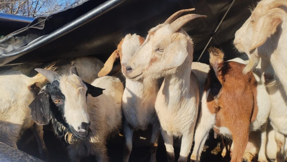 A search of the vehicle led to the recovery of 20 goats. X/SAPoliceService