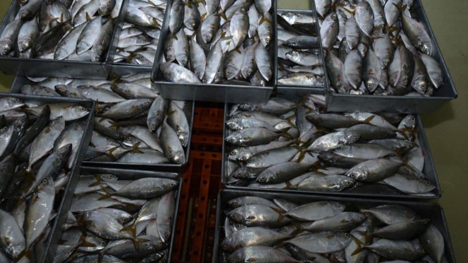 File: Frozen fish. Aman Rochman/NurPhoto via AFP