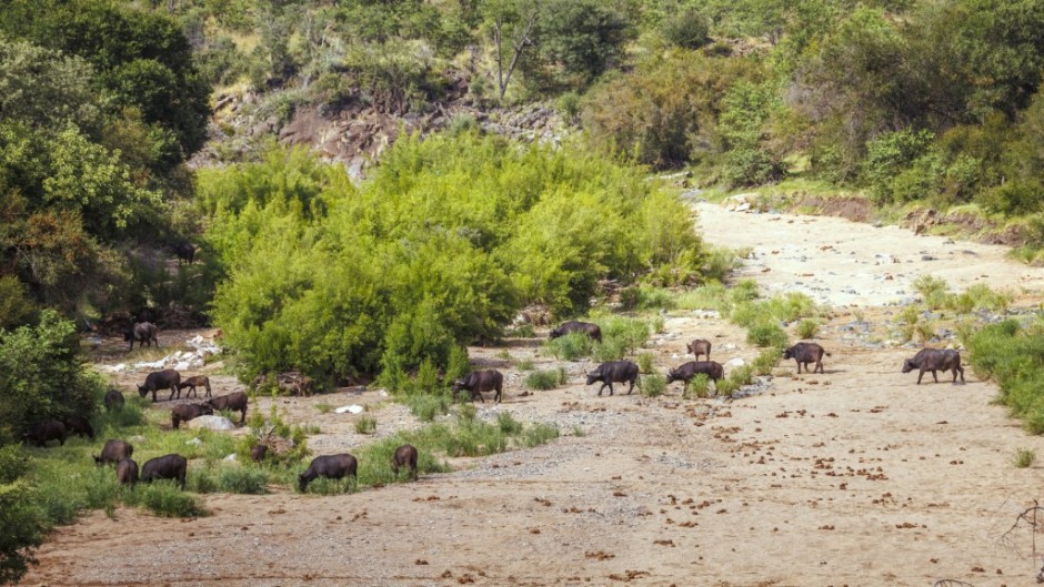 A buffalo herd crossing dry riverbed in the Kruger National Park. Patrice Correia/Biosphoto via AFP