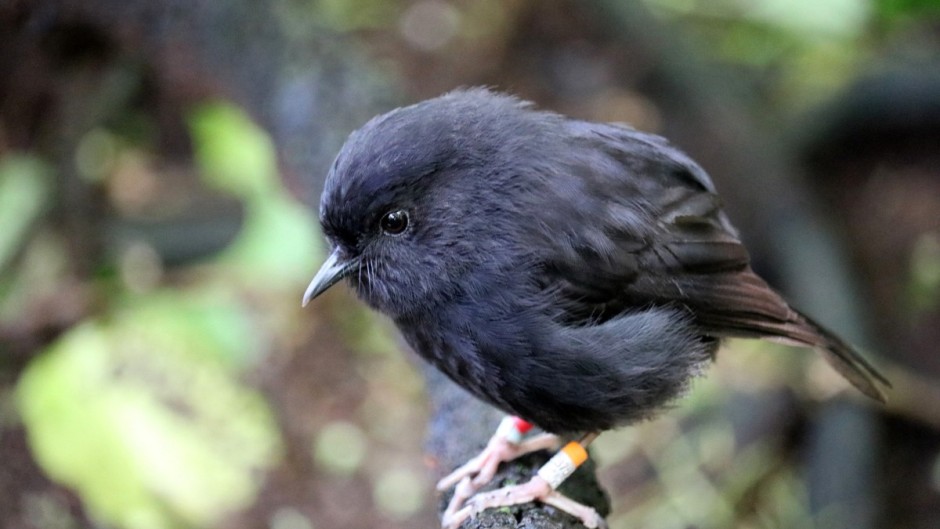 The critically endangered black robin on a branch on Chatham Island. Calen Teague/Royal Forest & Bird Society of New Zealand