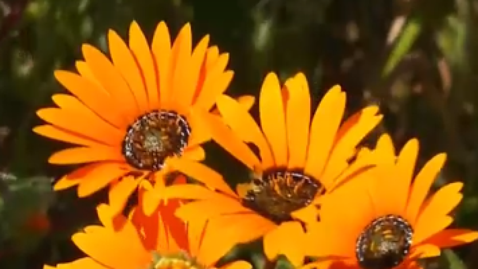 Stop and smell the fynbos as flower season opens at the West Coast National Park near Saldanha Bay.