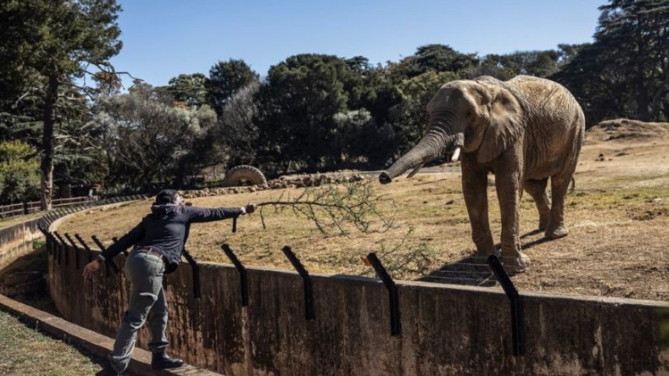 Pinky Modina, a pachydermist at the Johannesburg Zoo, feeds Ramadiba, one of the three remaining elephants in Johannesburg. AFP/Phill Magakoe