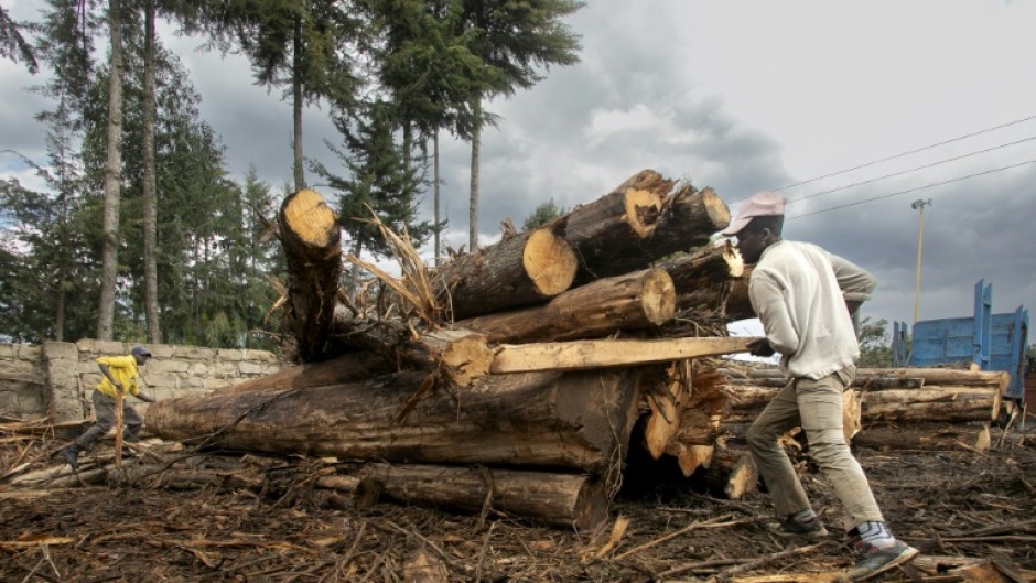 The government defended lifting the ban, insisting that only mature trees in state-run plantations would be felled