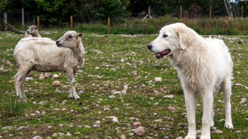 A young Maremma sheep dog stands by a sheep as it is trained to protect livestock from the threat of Sea Eagles