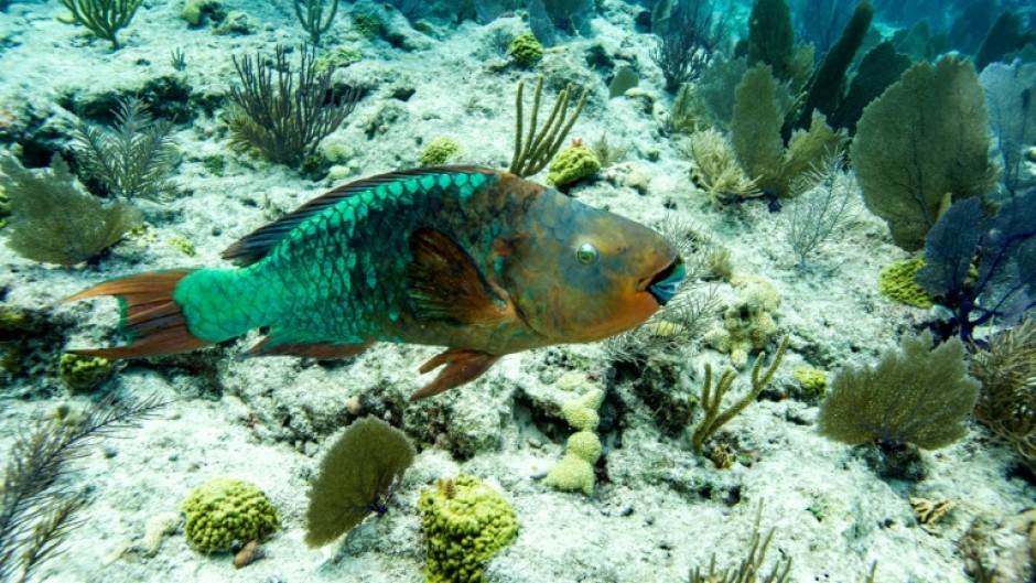 Marine heatwaves, like that in Florida, can cause corals to bleach