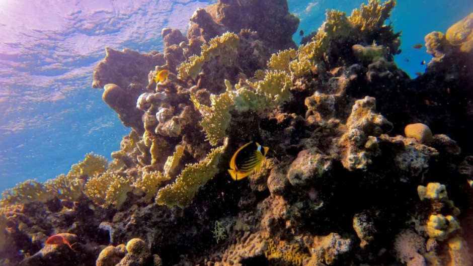 The key drivers of coral health following the heat stress were how strained they were by local human impacts and the abundance of algae-eating fish clearing the way for coral regrowth