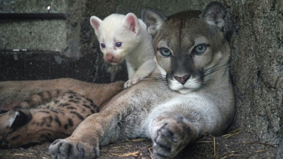 An albino puma cub in the zoo in Juigalpa, in Nicaragua, on August 23 2023