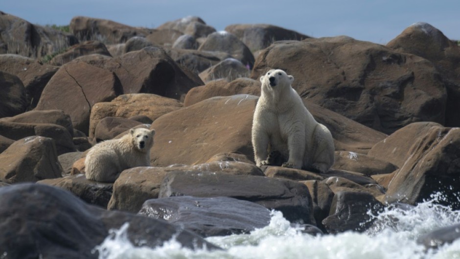 Although polar bears have had endangered species protections since 2008, a long-standing legal opinion prevents climate considerations from affecting decisions on whether to grant permits to new fossil fuel projects.
