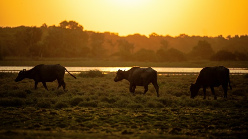 Some say the buffalo first arrived in on the island of Marajo from a ship that sank off the coast, others that prisoners who escaped from French Guiana used them to navigate the mangroves to get to Brazil