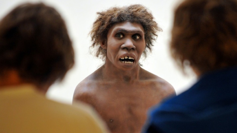 Neanderthals (model pictured here) and modern humans could have spilt from a shared ancestor, a study suggests