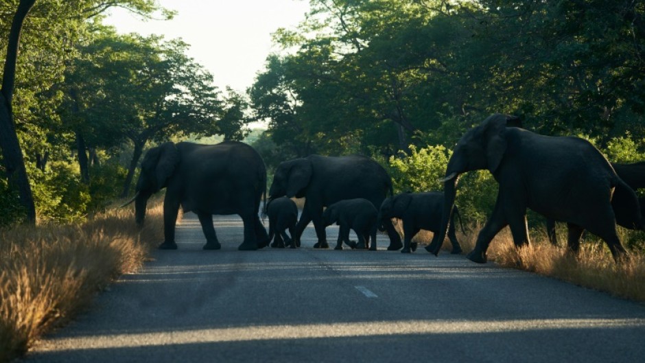 Elephants on the move at Zimbabwe's Hwange National Park, in May 2022
