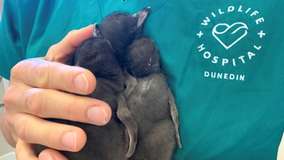 Chicks younger than five days reared at Dunedin Wildlife Hospital, away from the risk of infection