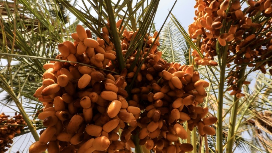 Prices have collapsed in Sudan's date industry, the latest economic sector to become a casualty of war in the northeast African country