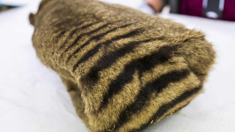 The last known living Tasmanian tiger, a carnivorous marsupial, died in captivity in 1936 at the island's Beaumaris Zoo