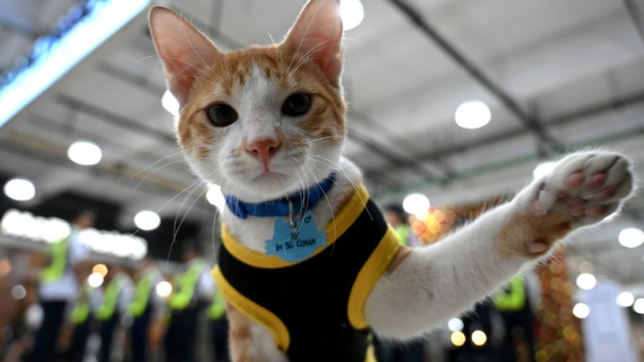 Conan is one of the lucky moggies unofficially adopted by security guards across Manila